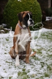 Boxer
