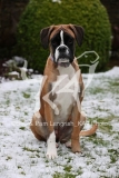 Boxer