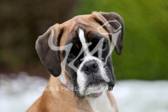 Boxer