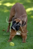 Boxer
