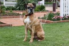 Boxer