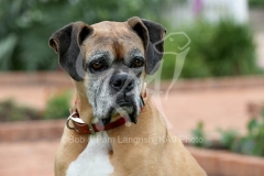 Boxer