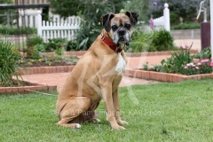 Boxer