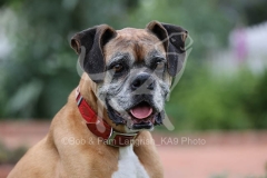 Boxer