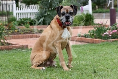Boxer