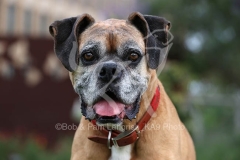 Boxer