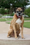 Boxer