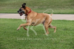 Boxer