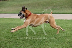 Boxer