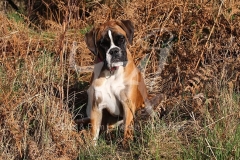 Boxer