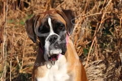 Boxer