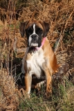 Boxer