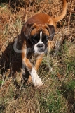 Boxer