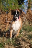 Boxer