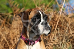 Boxer
