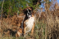 Boxer