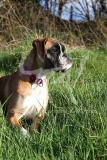 Boxer