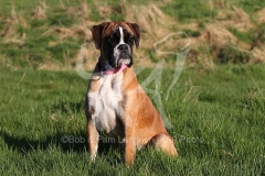 Boxer