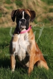 Boxer