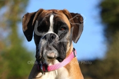 Boxer