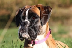 Boxer