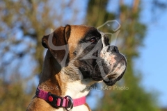 Boxer