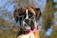 Boxer