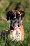 Boxer