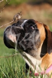 Boxer