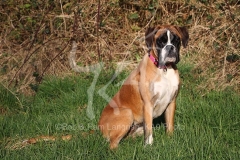 Boxer