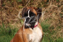 Boxer