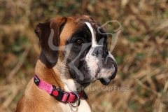 Boxer
