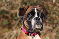 Boxer