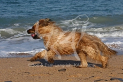 Briard