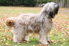 Briard