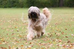 Briard