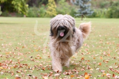 Briard