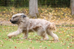 Briard