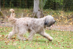 Briard