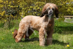 Briard