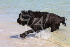 Briard