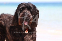 Briard