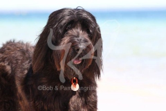 Briard