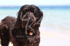 Briard