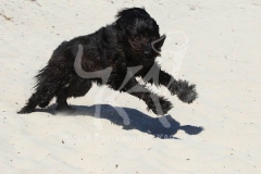 Briard