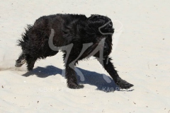 Briard