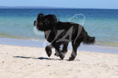 Briard