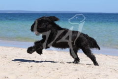 Briard