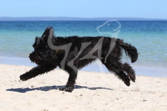 Briard