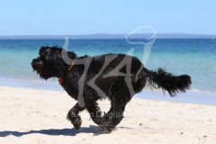 Briard